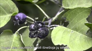 Varpinė medlieva Amelanchier spicata LT subtitles [upl. by Lula]