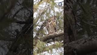 Great horned owl closeup [upl. by Minnnie810]