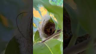 Nestlings at Terrace Garden manimau [upl. by Aldwon]