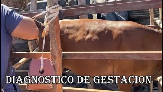 Como se hace un Diagnostico de Gestacion Palpacion de Vacas uso del EcografoEl Salvador en el Campo [upl. by Eneluqcaj]