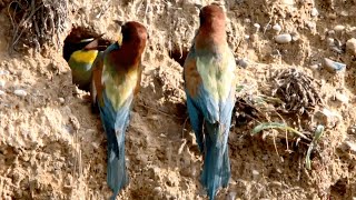 Beeeater Parents Coax Chick Out Of Nest With Food  Norfolk Bee Eaters [upl. by Taimi]