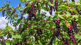 Pokeweed Phytolacca americana  or why so many people eat this highly poisonous plant [upl. by Aicinoid882]