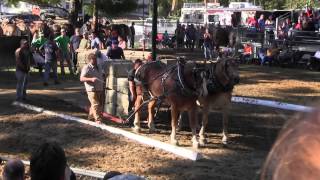 Draft Horse Pull 2013 Deerfield Fair NH Pulling Video 1 [upl. by Earvin]