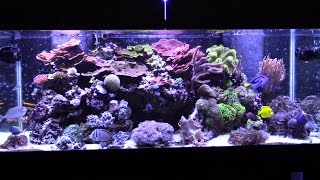 How I Keep 8 Tangs in My Reef Tank [upl. by Wang330]