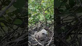 Black winged kite bird babies P 4 [upl. by Eolc]