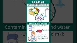 Salmonella enterica  Salmonellosis  enteric fever  microbio in 1 minute [upl. by Rochus]