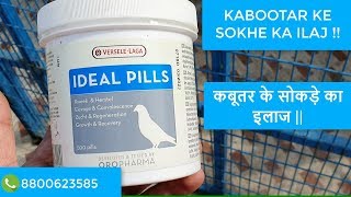 IDEAL PILLS SE KABUTAR KE SUKHE KA TREATMENT  कबूतर के सोकड़े का इलाज  8882859215 [upl. by Htiekel]