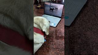 Funny Dog  viral trending dog freefire funny dogshorts shorts [upl. by Eicram]