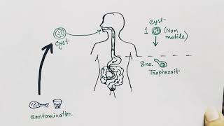 Entamoeba histolytica life cycle  English   Amoebic dysentry  parasitic protozoan [upl. by Orlena]