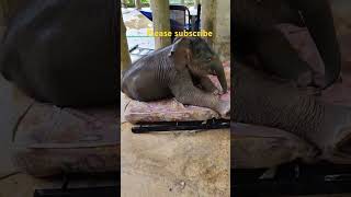 😂😂😂 Cute baby elephants try to make his bed 🤩🤩🤩 wildlife babyanimal cute elephant funny baby [upl. by Wynny]