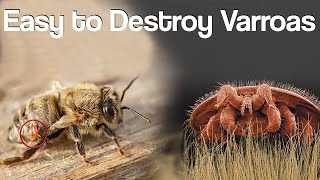 Controling Varroa Mites in Bee Hives Naturally [upl. by Karen]