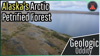 Alaskas Arctic Petrified Forest A Geologic Oddity [upl. by Andrei]