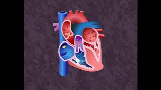 Cardiac cycle Sinhala [upl. by Rj]