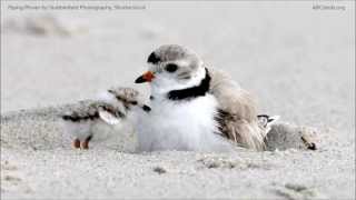 Piping Plover Calls [upl. by Shepley]