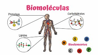 Biomoléculas Carbohidratos Lípidos y Proteínas [upl. by Ennaerb630]