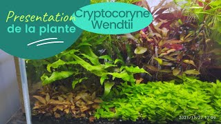 Cryptocoryne Wendtii  plante  aquarium eau douce [upl. by Albric]