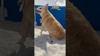 my dogs first time at the beach 🥰 [upl. by Atsok]