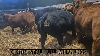 CONTINENTAL BULL WEANLINGS EUROPE 🇪🇺 [upl. by Tannen]