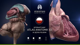 Anatomyka Academic PRO PL 12  teraz w języku polskim [upl. by Cart]