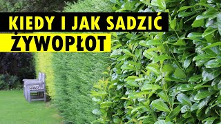 Kiedy jaki i jak posadzić żywopłot Sposób na SZYBKI EFEKT [upl. by Ydurt916]