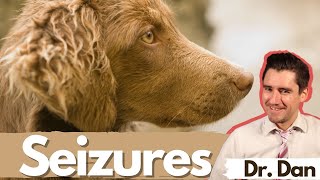 Dog seizures Dr Dan covers symptoms diagnosis and treatment of seizures in dogs [upl. by Econah]