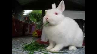 Meredith The Red Eyed White Netherland Dwarf Learns to Eat [upl. by Aihsas]