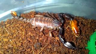 Uroctonus mordax feeding video [upl. by Boles213]