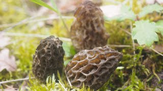 Où trouver des morilles [upl. by Celik691]