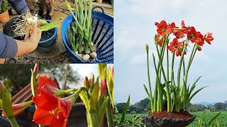 Amaryllis Hippeastrum johnsonii in DIY cement pots house plants houseplants [upl. by Aramenta971]