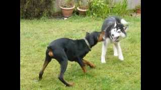 Siberian Husky vs Doberman [upl. by Diarmit170]