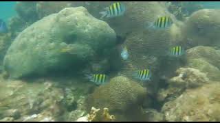 Tour Cahuita National Park  Snorkeling [upl. by Yecrad]