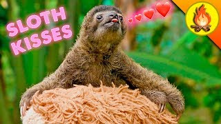 WORLD FAMOUS SLOTH…gives tiny kisses [upl. by Kristel]