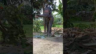 Assam Elephant supershorts viralshorts elephant [upl. by Eilsel]