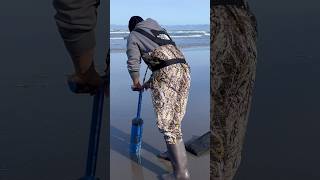 Easy razor clam digging [upl. by Dorahs]