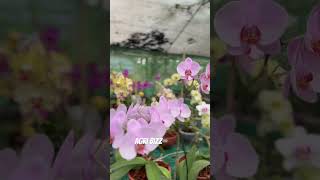 Phalaenopsis mother plants agribizz orchidnursery orchidsale [upl. by Parsifal]