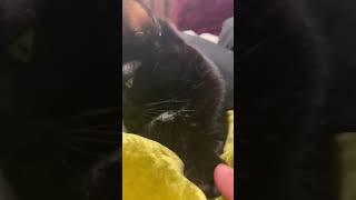 Unintentionally creepy at the end 🤦‍♀️😂 shortsfeed blackcat toebeans creepy outlaw kitten [upl. by Acino]