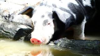 Turopolje Schweine Ferkel trinkt Wasser Tiergarten [upl. by Airotal223]