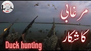 ducks hunting 2024  Murghabi ka shikar HuntingGala [upl. by Dusza]