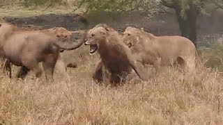 Lioness Savagely Defends Cubs at Sabi Sands  SOUND UP 🦁 [upl. by Adnwahsat]