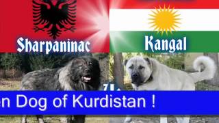 Kangal vs Sarplaninac Dog Fight [upl. by Uda]