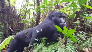 A young male Blackback Mountain Gorilla walking over my foot [upl. by Neirod]