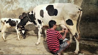 First lactation HF cross cow cowfarming odishacowbreedcowmilkingbyhand MayurbhanjBaripada [upl. by Mccullough895]