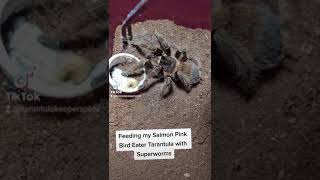 FEEDING my Salmon Pink Bird Eater Tarantula3rd World Largest Tarantula [upl. by Linden]