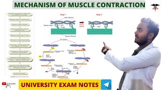 Mechanism Of Muscle Contraction  Muscle physiology [upl. by Atterys583]