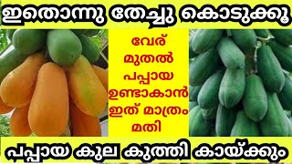 പപ്പായ കൃഷിയിൽ നിന്നും കൂടുതൽ വിളവും വരുമാനവും കിട്ടാൻ  Red Lady Pappaya Krishi Malayalam krishi [upl. by Lydie755]