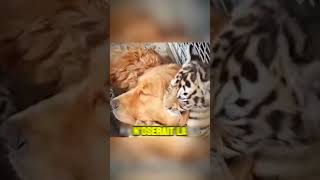 Incroyable cette chienne qui devient la maman de plusieurs tigres  animaux chien tigre mama [upl. by Winou]