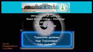 16 Practical Parasitology  Trypanosoma  Gambiense  Trypomastigote Stage [upl. by Isteb]