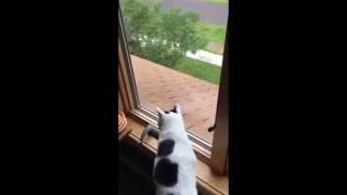 House Cat Tries to Attack Squirrel in a Window [upl. by Anora]