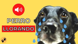 Perros LLORANDO 🐶 Sonidos de Perro Llorando [upl. by Osnofledi]