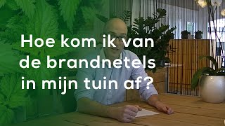 Tuinvraag quotHoe kom ik van de brandnetels in mijn tuin afquot [upl. by Rosemonde]